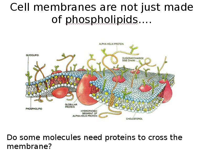 Cell membrane activities evidence homework materials